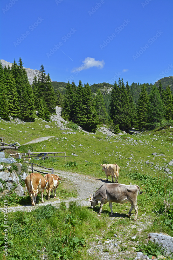 Brown and white dairy cows in a mountain summer pasture near Cason di Lanza near Paularo, Friuli Venezia Giulia, north east Italy.
