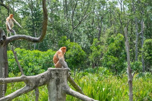 Photography Side view of adult male proboscis monkey sitting on the wood
