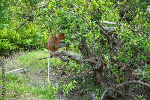 Adult male proboscis monkey sitting on the tree branch outdoors. Labuk bay, Sabah, Borneo island. Travel Malaysia