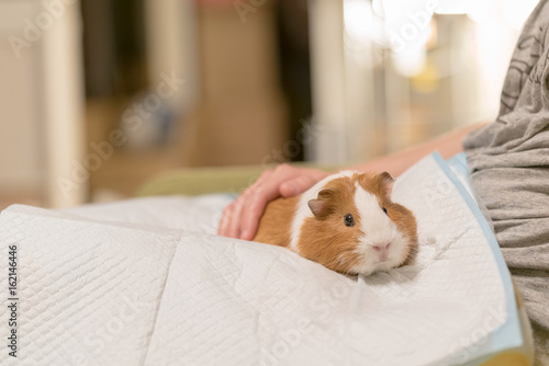 撫でられてリラックスするモルモット