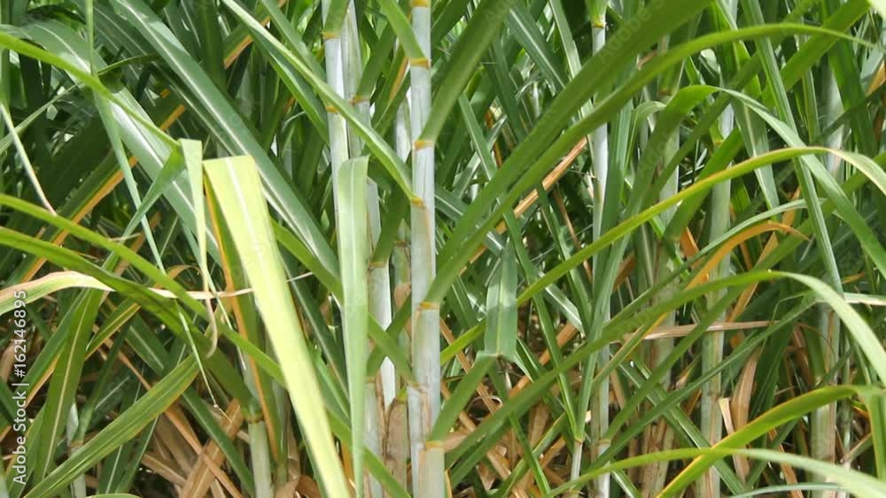 Zoom out view of sugarcane Zoom out view of sugarcane