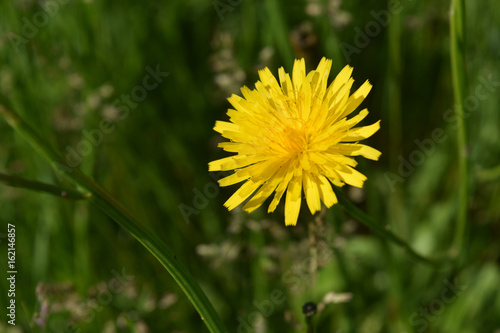 Fototapeta Naklejka Na Ścianę i Meble -  Vibrant Yellow Dandelion Flowering in thick Green Grass