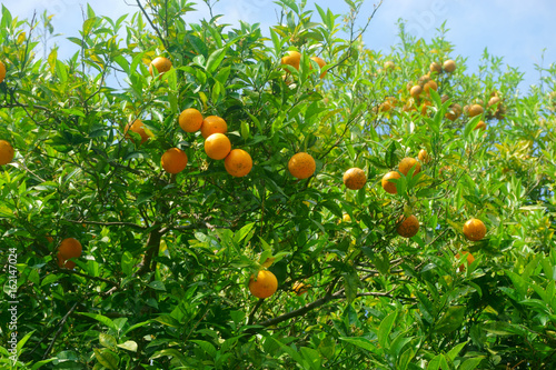  tangerines on a branch