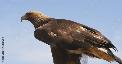 golden eagle aquila chrysaetos with beautiful sky
