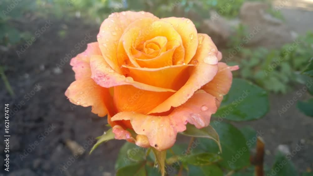 Multi colored Pink and Yellow Rose with rain water drops on Petals is swaying in the wind under sunlight close up . Zooming out. Multi colored Pink and Yellow Rose with rain water drops on Petals is swaying in the wind under sunlight close up . Zooming out.