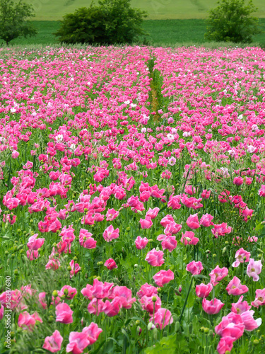 Wallpaper Mural Mohnfeld Torontodigital.ca