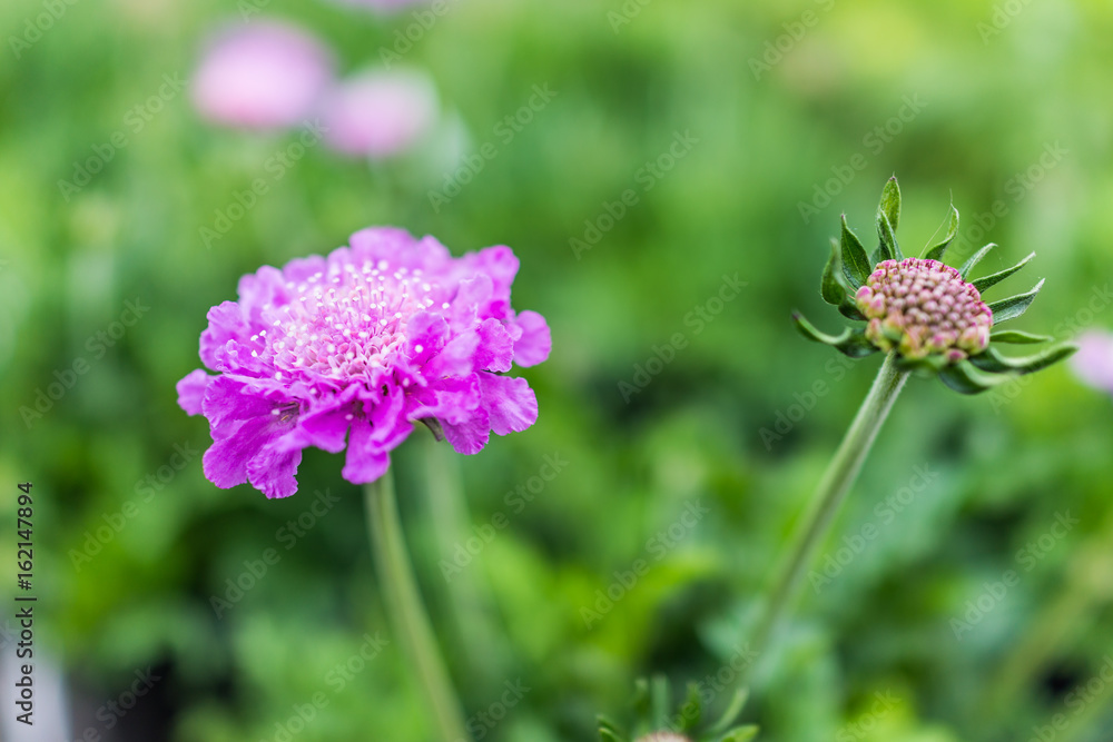Macro closeup of purple pincushion scabiosa flowers