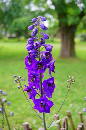 Delphinium - blue delphinium in garden - larkspur
 photo