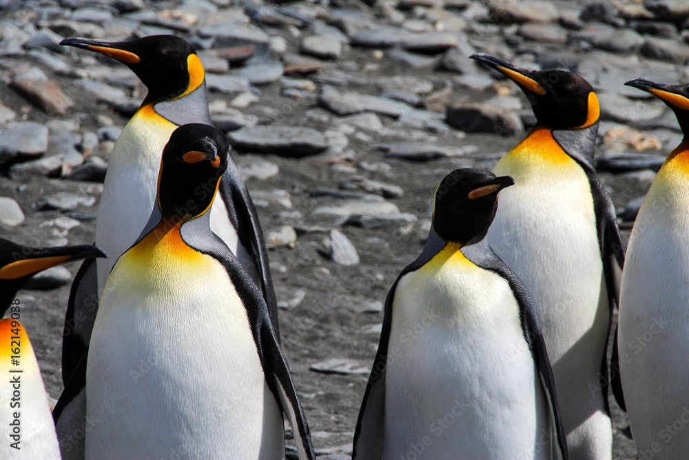 Obraz premium King penguins in Fortuna Bay, South Georgia, Antarctica