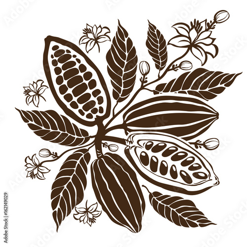 Cacao beans plant, Vector exotic cacao plants
