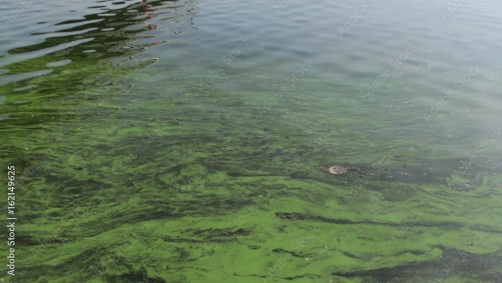 Algal Bloom on the Water Algal Bloom on the Water