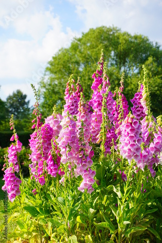 Fototapeta digitalis purpurea - colorful foxglove flowers