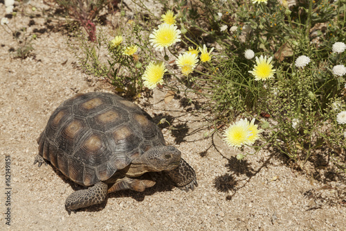 Gopherschildkröte - Gopherus agassizii, Joshua Tree NP photo