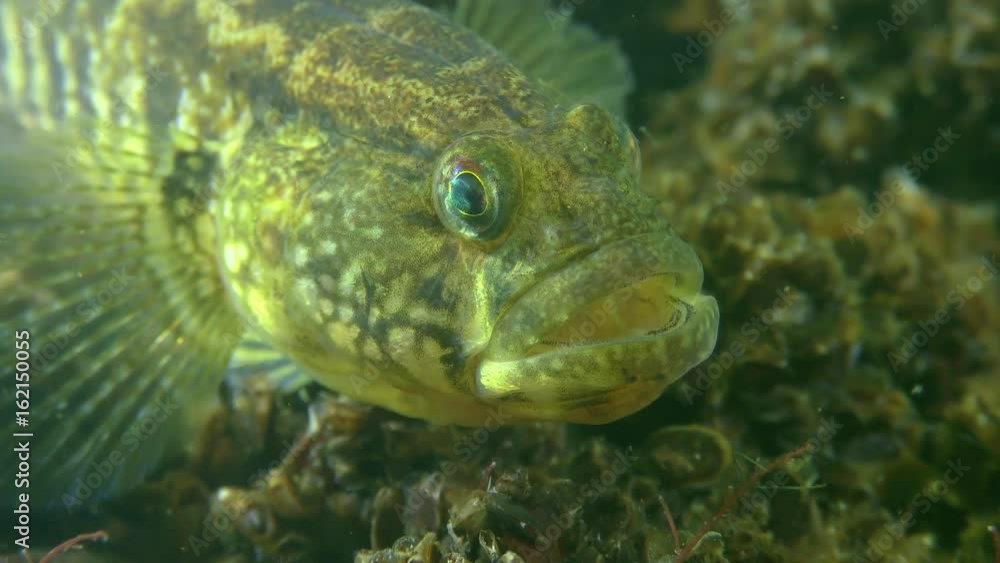 Grass goby (Zosterisessor ophiocephalus), pose threat, close-up.
Grass goby (Zosterisessor ophiocephalus), pose threat, close-up.