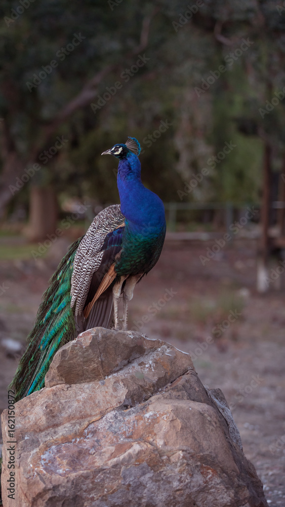 Fototapeta premium Posing Peacock
