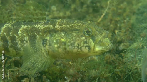 Grass goby (Zosterisessor ophiocephalus), pose threat, close-up.
 photo