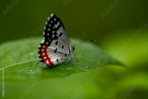 Fototapeta Naklejka Na Ścianę i Meble -  Beautiful butterfly on a leaf macro view