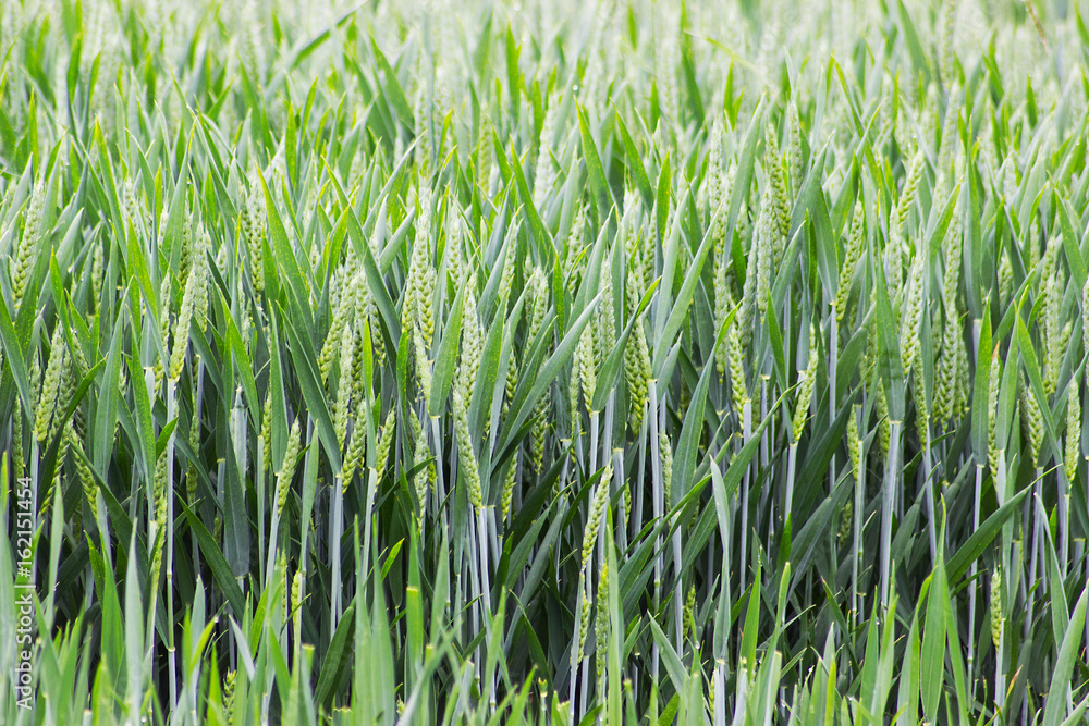Field of wheat shining with dewdrops Field of wheat shining with dewdrops
