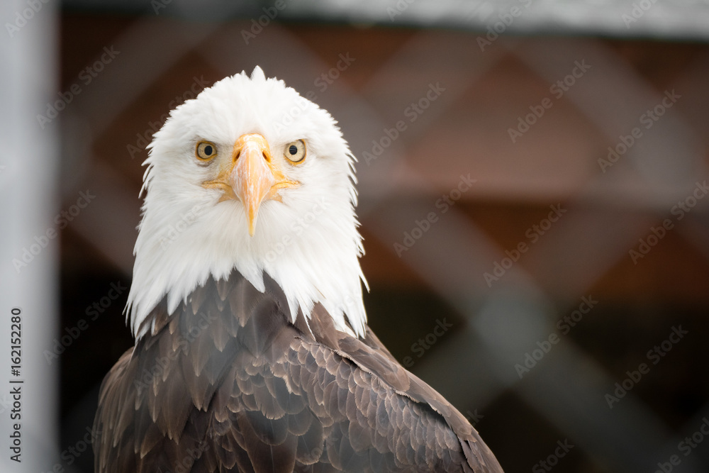 Adler von vorne Stock-Foto
