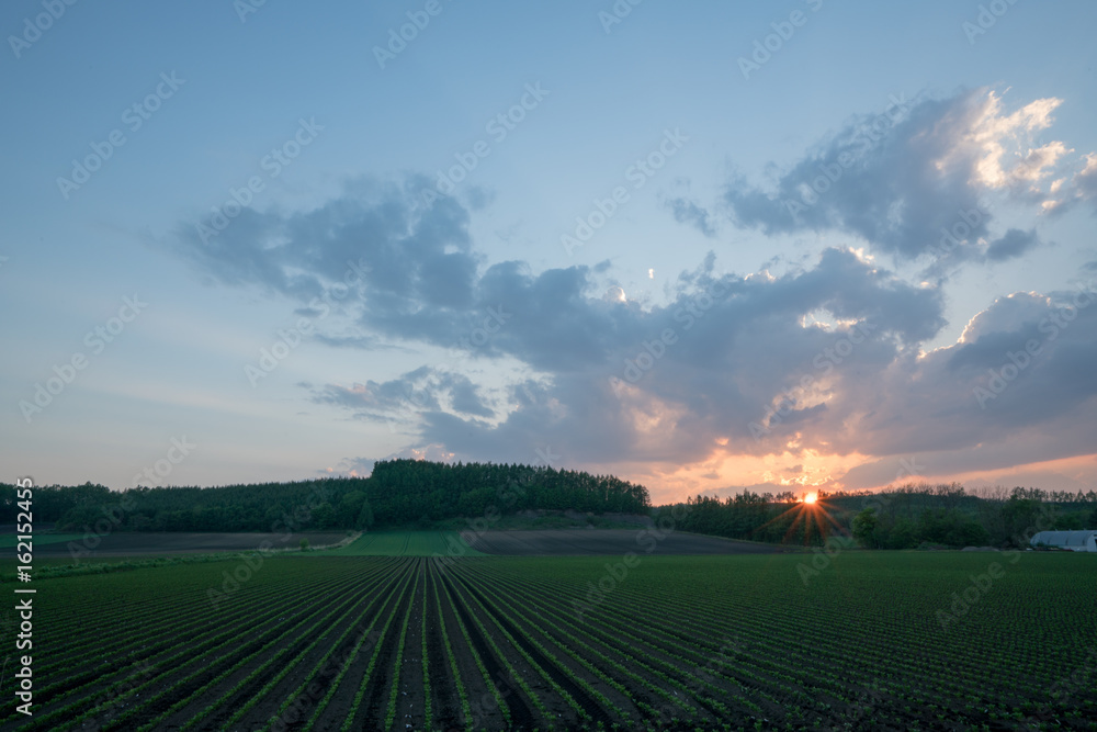 畑と夕日