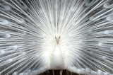 White peacock close-up