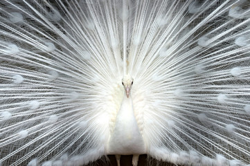 Fototapete Pfau Weisser Pfau im Detail  © A