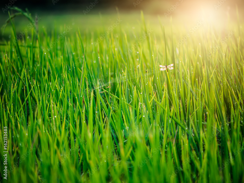 Dragonfly in the rice Field with dew on morning light.