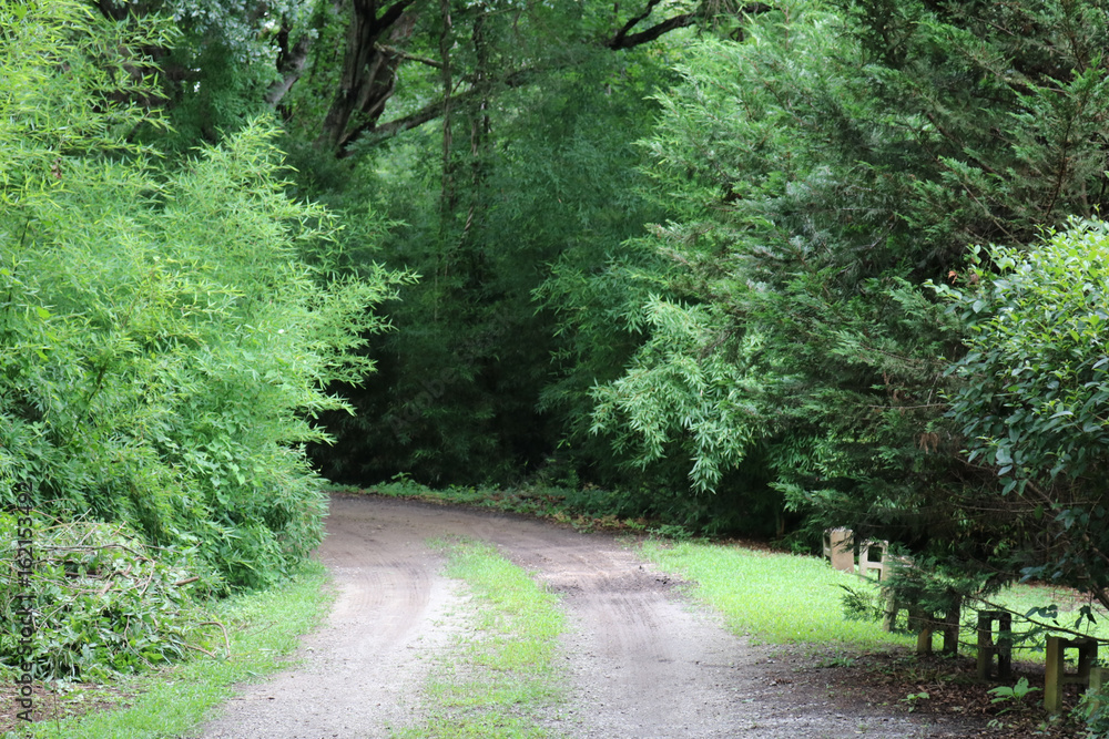 Fototapeta premium Żwirowy podjazd z otaczającymi drzewami