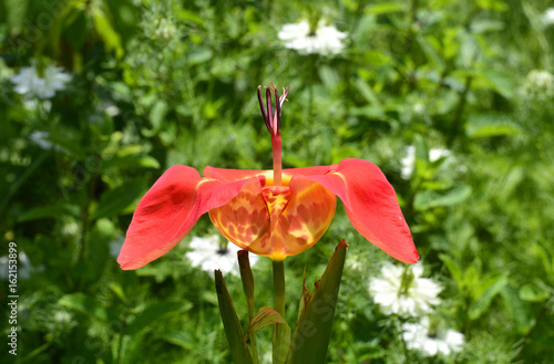 A red and yellow Tigridia Pavonia flower in an Italian garden (common name tiger flower). White Love-in-a-Mist (Nigella Damascena, Ragged Lady, Devil in the Bush) are growing in the background.