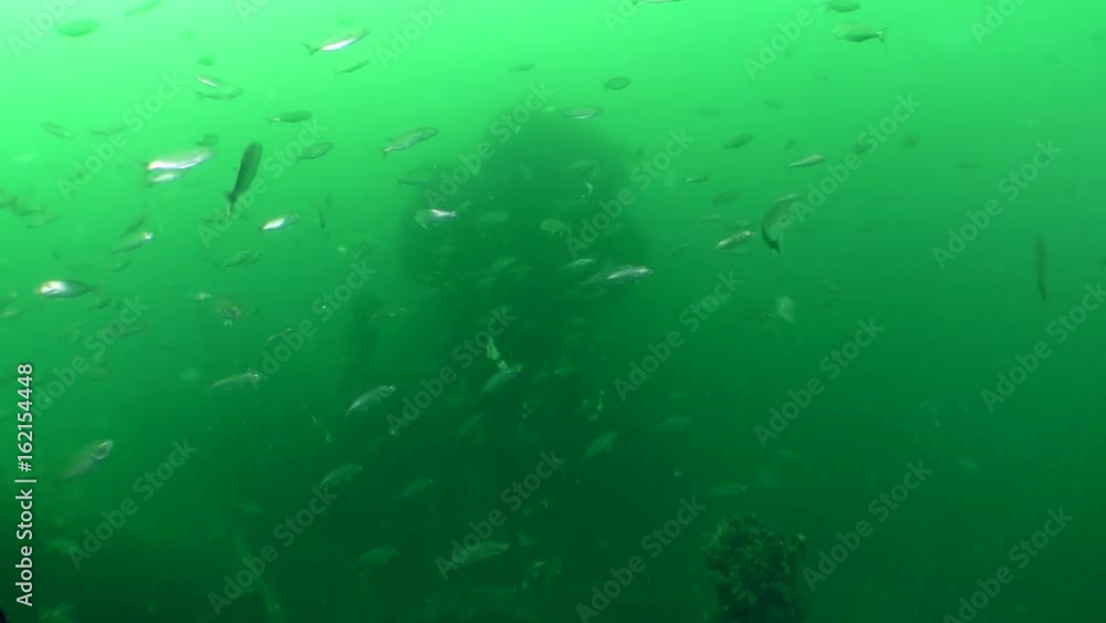 A large number of young fish Blue fish (Pomatomus saltatrix) in the water column.
A large number of young fish Blue fish (Pomatomus saltatrix) in the water column.