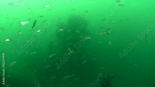 A large number of young fish Blue fish (Pomatomus saltatrix) in the water column.
 photo
