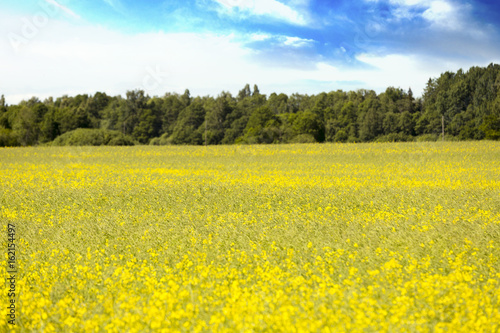 yellow meadow by a green woods on a sunny day