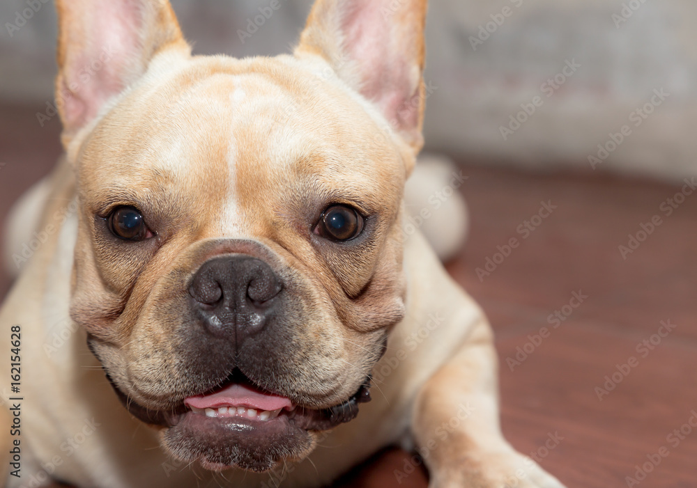 French bulldog face close up