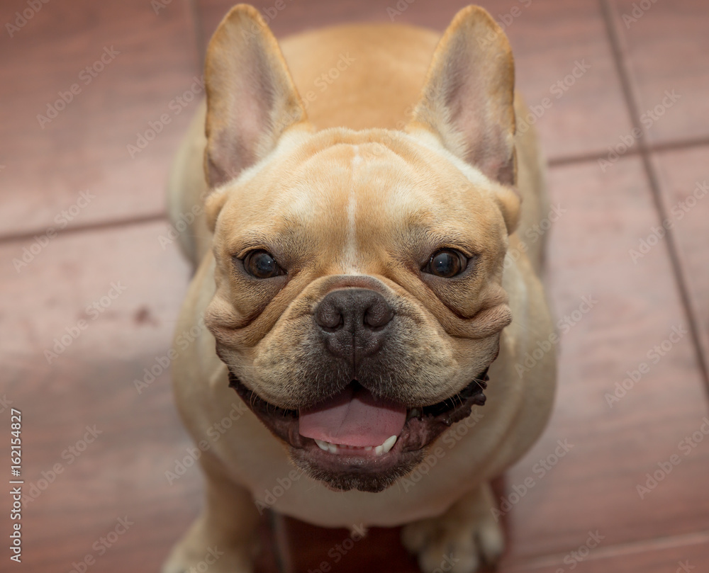 Cute French bulldog is sitting on the floor