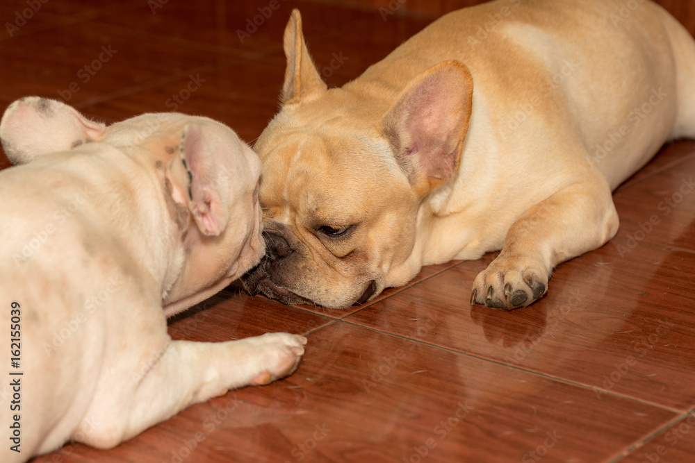 Closed up french bulldog face lovely pet in the family Closed up french bulldog face lovely pet in the family