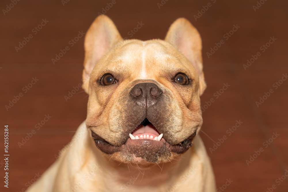 French bulldog face close up