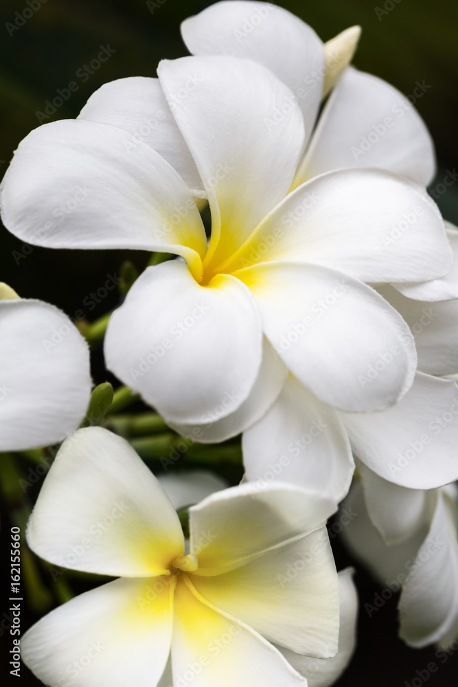Fototapeta premium White frangipani flowers close up
