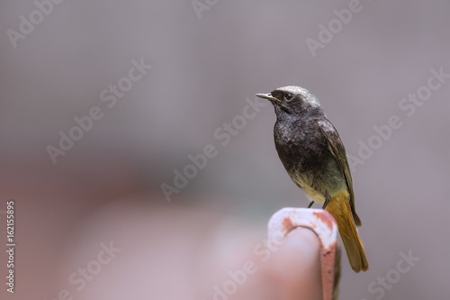 Redstart photo