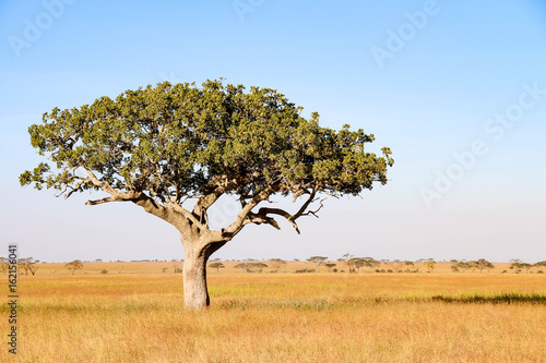 Lonely Acacia tree with leopard in Serengeti National Park, Tanzania © evenfh