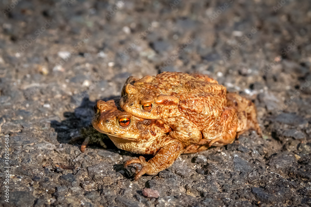 Fototapeta premium Mating Frogs in spring