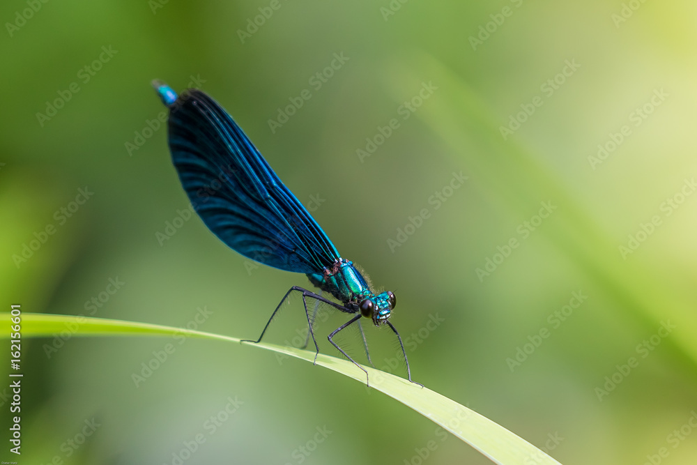 Blaue Prachtlibelle Blaue Prachtlibelle