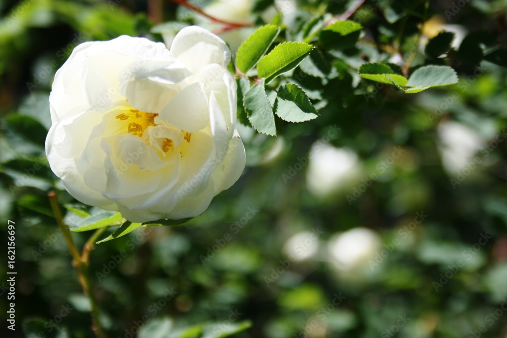 flower flower