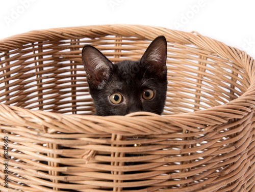 Black little kitten cat sitting in the basket