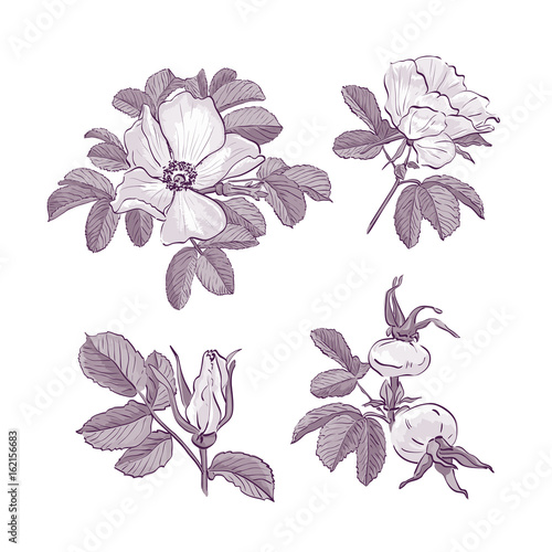 Wild Rose isolated, Dog-rose drawing flowers. Botanical drawings, Trendy monochrome flowers on white background, Vector Briar Rose illustration