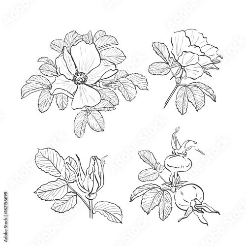 Dog-rose drawing flowers, Hand-drawn Wild Rose isolated. Botanical drawings, Coloring page, Flowers on white background, Vector Briar Rose illustration