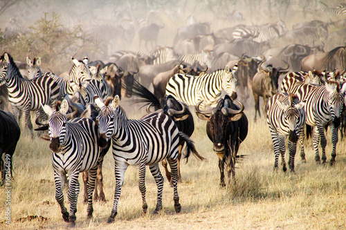 Zebras and wildebeest during the Big Migration in Serengeti National Park