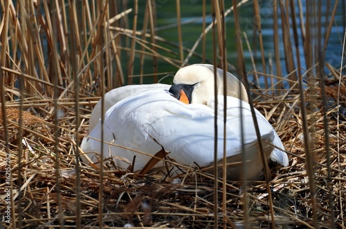 Höckerschwan auf dem Nest photo