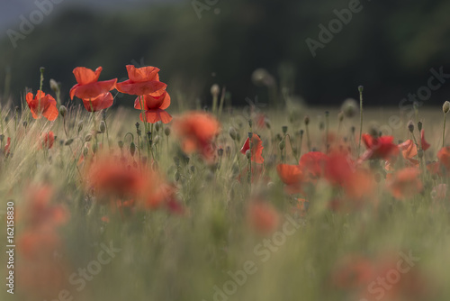 Tableau sur toile Red wild poppies in a green field