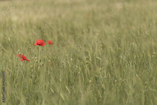  Red wild poppies in a green field