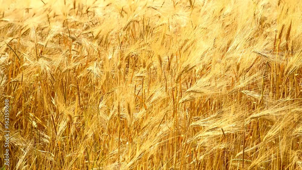 Gerste in der goldenen Sommersonne Gerste in der goldenen Sommersonne